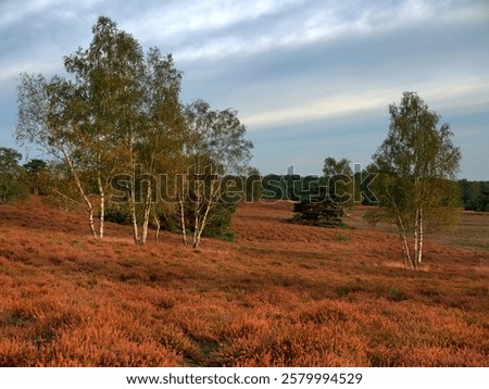 Similar – Image, Stock Photo colorful | are already the forests