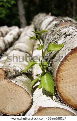 betula brzoza birch-tree Zdjęcia stock © 