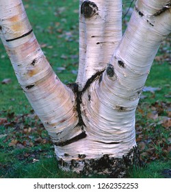 Betula Utilis / Himalayan Paper Birch