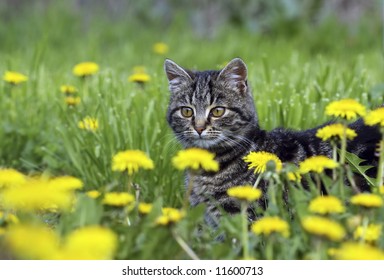 between flowers