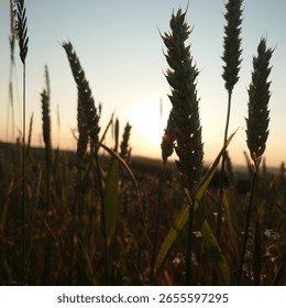 between german summer fields and flowers