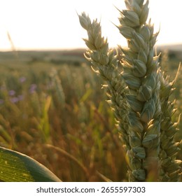 between german summer fields and flowers