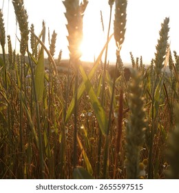 between german summer fields and flowers