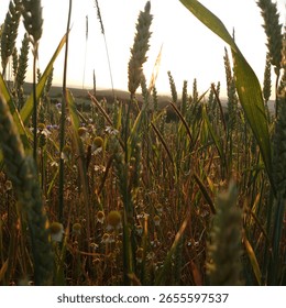 between german summer fields and flowers
