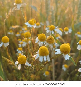 between german summer fields and flowers