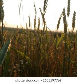 between german summer fields and flowers