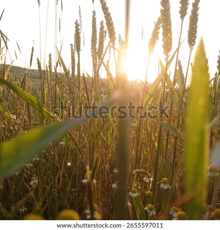 between german summer fields and flowers