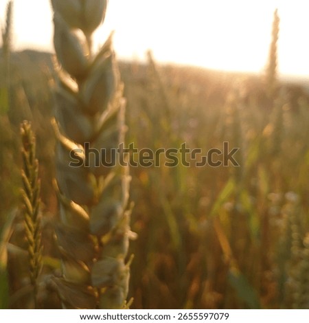 between german summer fields and flowers