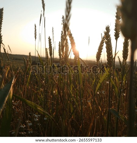 between german summer fields and flowers