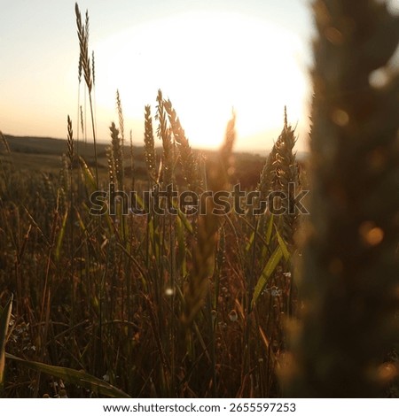 between german summer fields and flowers