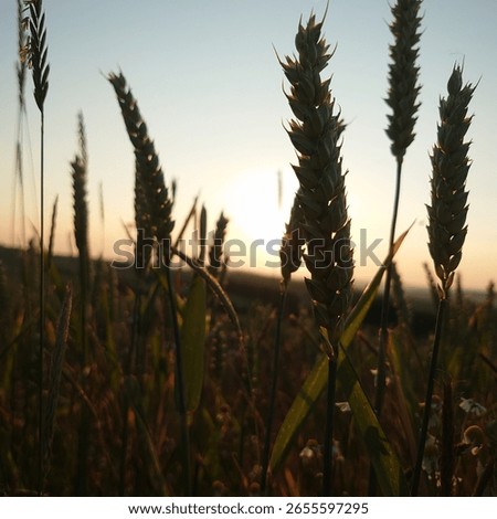 between german summer fields and flowers