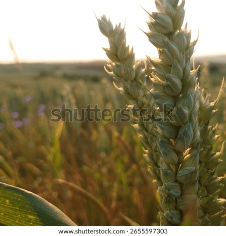between german summer fields and flowers