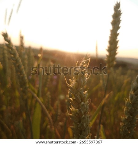 between german summer fields and flowers