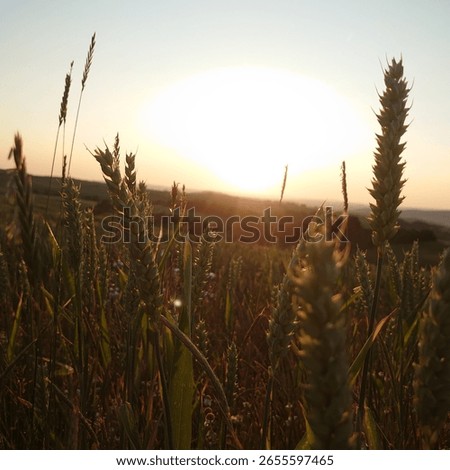 between german summer fields and flowers
