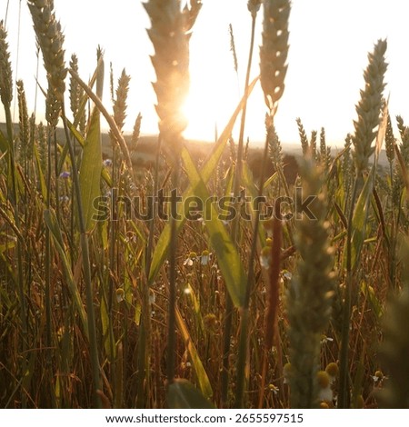 between german summer fields and flowers