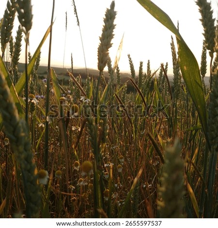 between german summer fields and flowers