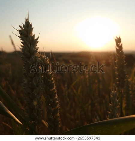 between german summer fields and flowers