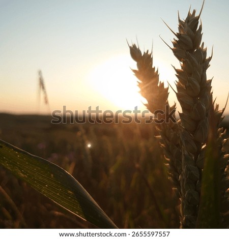 between german summer fields and flowers