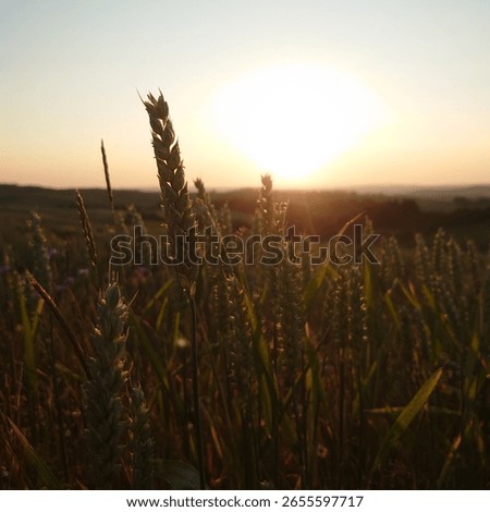 between german summer fields and flowers