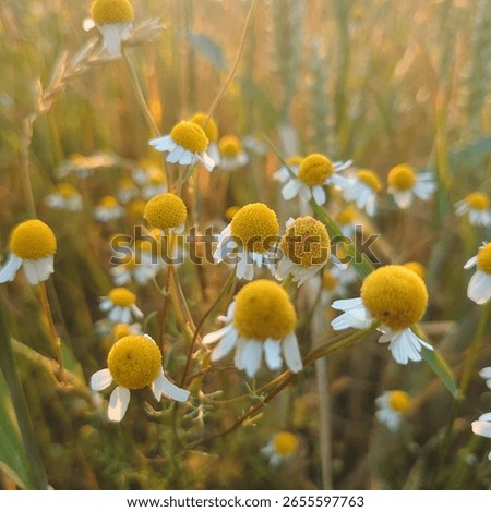 between german summer fields and flowers