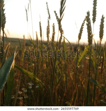 between german summer fields and flowers