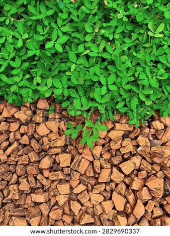 In between pebbles and greenie.