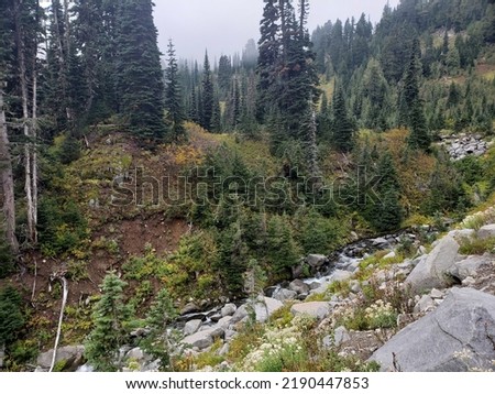 Between the treacherous cliffs of Mount Rainier National Park, a river flows fast with dirt, grass and pine trees along the banks, so high in altitude that the clouds dip low and the sky is hazy above