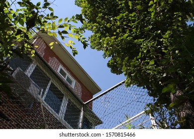 Between the tree and the house