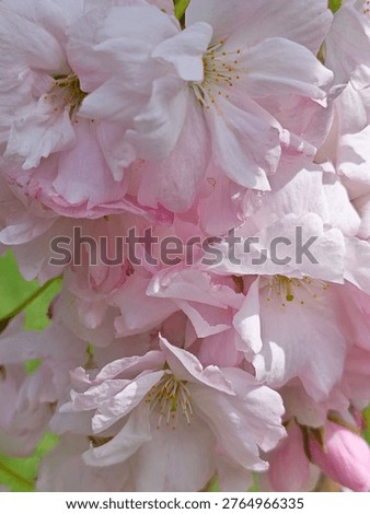 The beuatiful flowers of a cherry tree