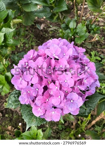 A beuatiful purple hydrangea flower
