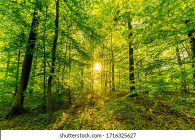 Beuatiful scenic fresh trees in spring in a forest with sun as backlight