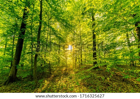 Beuatiful scenic fresh trees in spring in a forest with sun as backlight