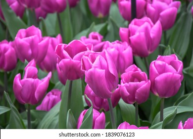 Beuatiful sweet triumph tulips or purple flag , bright royal -colorful cup shaped flower growing and blossom in mid spring season . nature background concept.