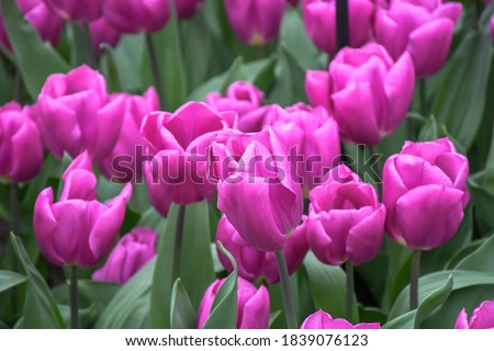 Beuatiful sweet triumph tulips or purple flag , bright royal -colorful cup shaped flower growing and blossom in mid spring season . nature background concept.