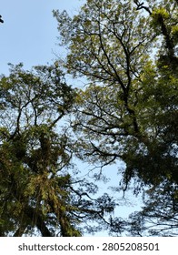 The beuatiful view of big trees