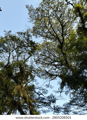 The beuatiful view of big trees