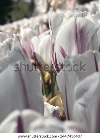Beuatiful in white at emirgan park turkiye #tulips#turkiye#spring#blossom#nature