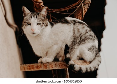 Beuautiful Domestic Cat Gracefully Sitting On Scratch Pad And Looking In Camera. Close Up Shot, Blurred Background. 