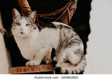 Beuautiful Domestic Cat Gracefully Sitting On Scratch Pad And Looking Curiously At Something. Close Up Shot, Blurred Background. 