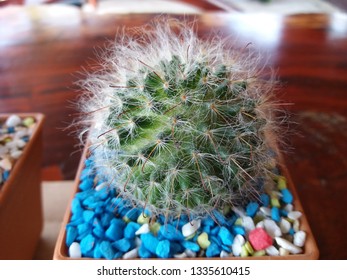beutiful cactus on the table