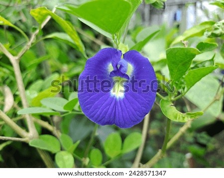 Beutiful clitorea flower - butterfly pea flower in the garden.