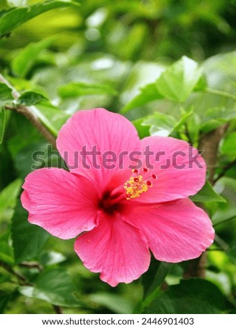 beutiful colur this flower blur background