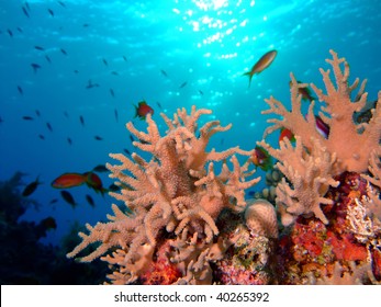 Beutiful corals - Shutterstock ID 40265392