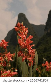 Beutiful flower in front of mountain