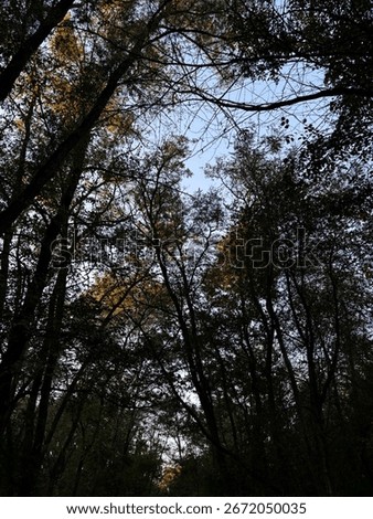 the beutiful forest and trees 