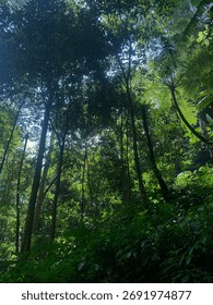 beutiful in forrest and chil