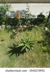 Beutiful Green Plants Of Barbados Aloe(Aloe Vera) With Spore