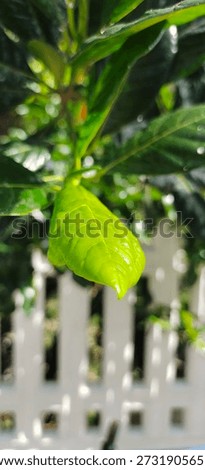beutiful leaf and so green
