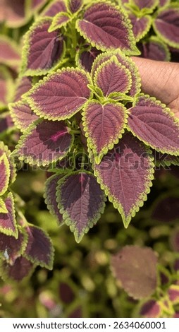 Beutiful Leef with colour full 