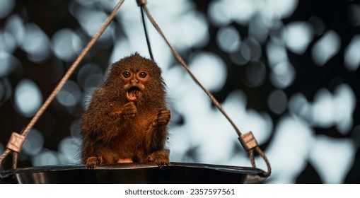 A beutiful monkey at the local zoo